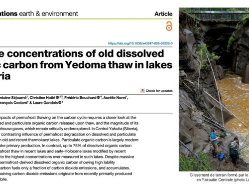 Massive concentrations of old dissolved  organic carbon from Yedoma thaw in lakes in Siberia